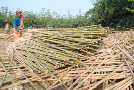 DoNER minister assures to make Mizoram India's bamboo state : Tripura's Industrial progress decline further under Manik's rule, uncontrolled rubber plantations destroy Tripura's bamboo industry 